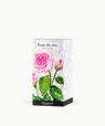 Rose de Mai (May Rose)