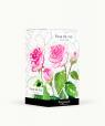 Rose de Mai (Mairose)