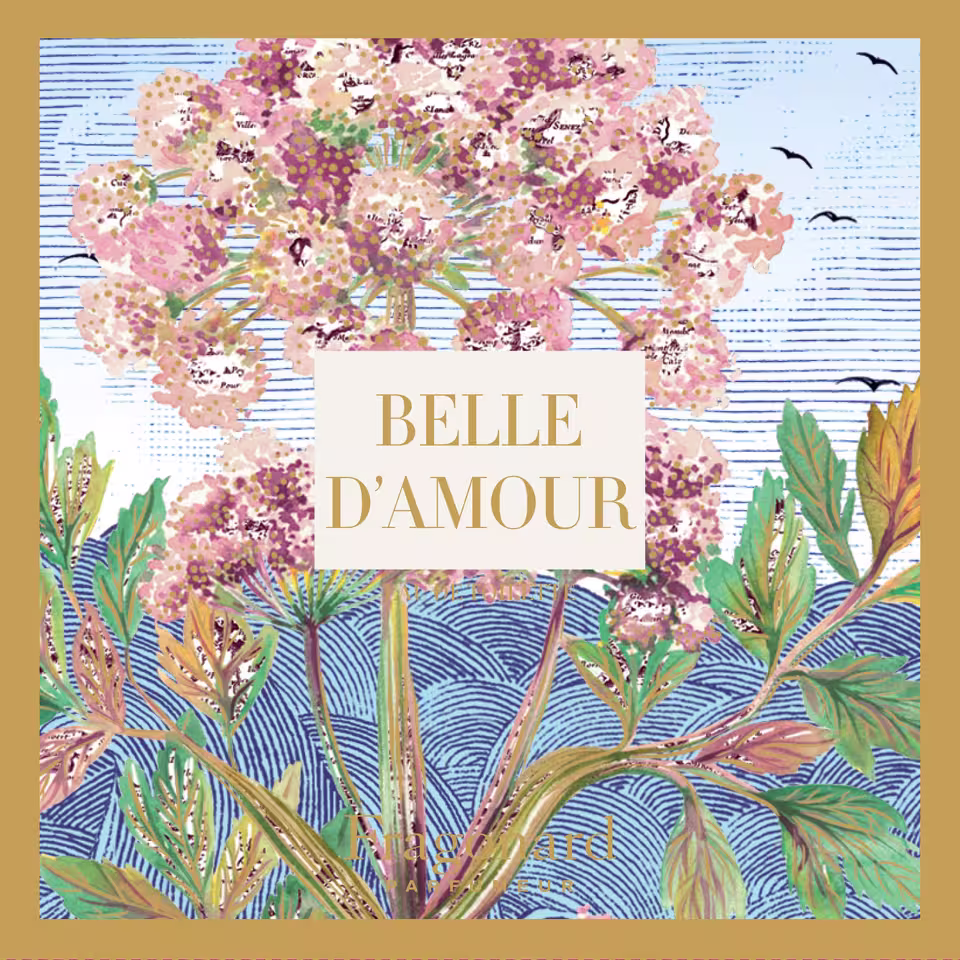 Belle d'Amour